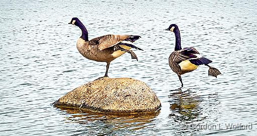 Hokey Pokey Geese_DSCF5411.jpg - Canada Goose (Branta canadensis) photographed at Ottawa, Ontario, Canada.